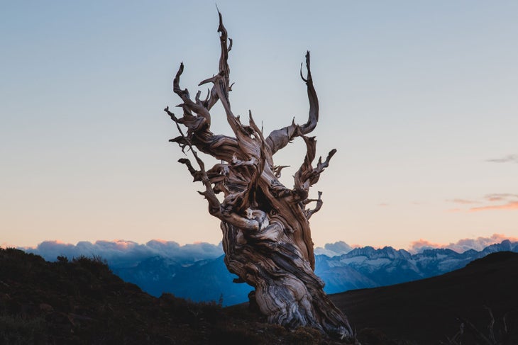 Methuselah Tree in the Bristlecone Pine Forest near Bishop