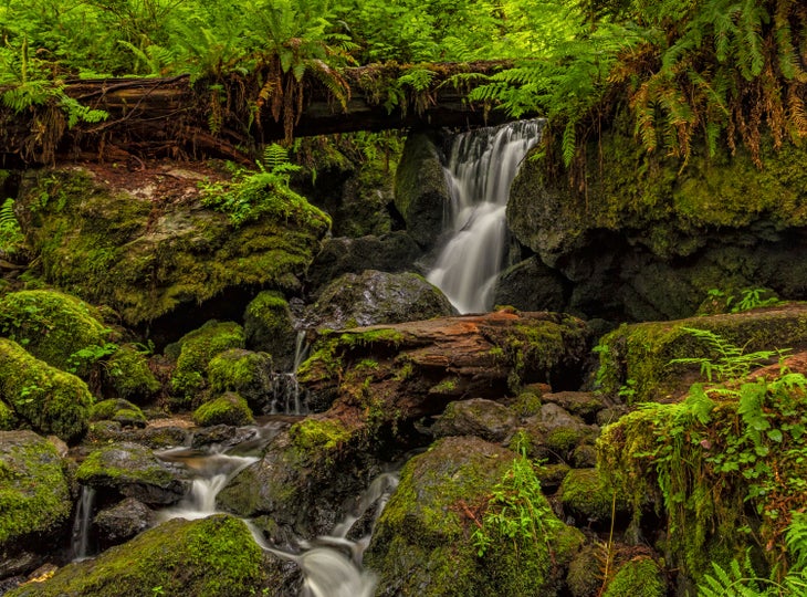 Trillium Falls in Redwood National Park
