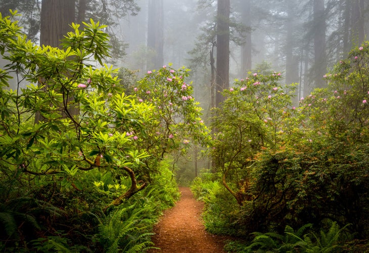 Rhododendrons line a trail in Redwood National & State Parks