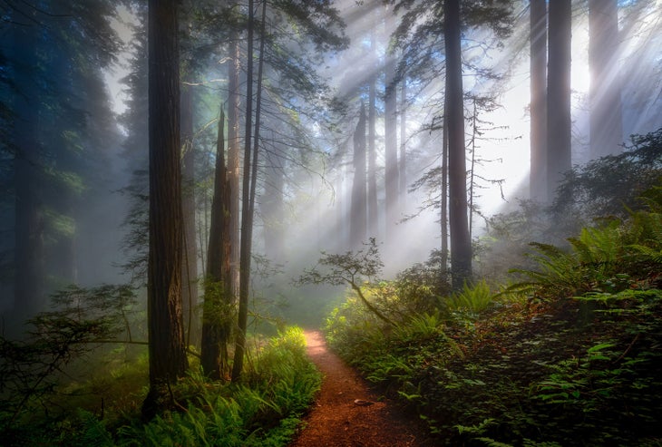 Foggy morning in Redwood National Park