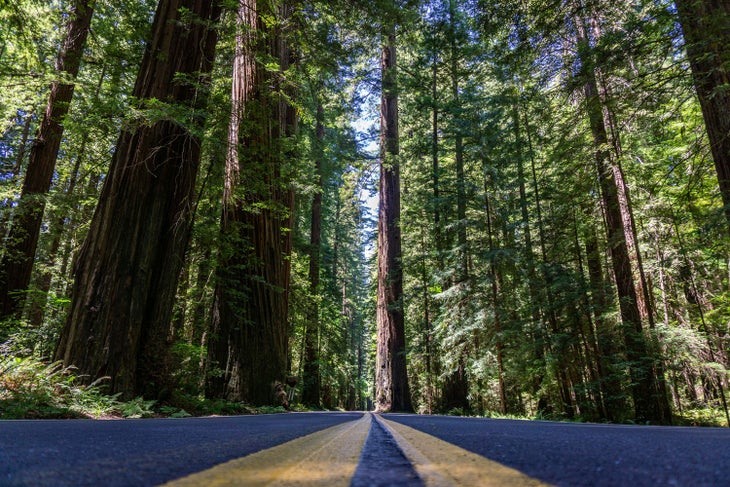 Avenue of the Giants in Redwoods National Park