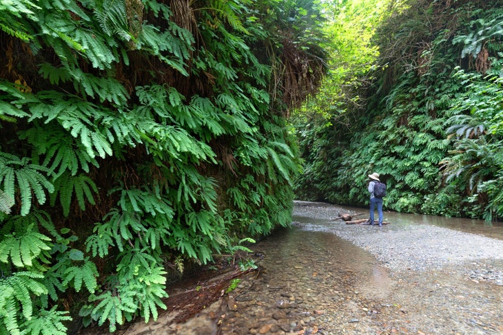 Walking through Fern Canyon, Prairie Creek Redwoods State Park